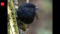 Endangered Black Robin aka 'Karure' named New Zealand's 2026 Bird of the Year