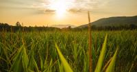 What’s holding organic back? The industry takes its case to Congress