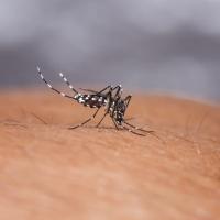 No dengue surge in Oman as cases drop significantly, Health Ministry says