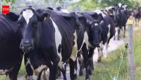 A Vermont farmer turned a 100-acre family dairy into a 550-acre conservation program, protecting soil, water and wildlife across the farm