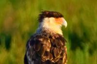 Rare Tropical Bird Spotted on Cape Cod in Wellfleet