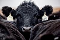 North Dakota Beef Commission opens applications for Next Generation Beef Producer Program