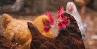 National Seminar to prepare Dominica’s livestock farmers for expanded poultry and pig production