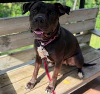 ADOPT ME: Harlequin is ready to start a new chapter