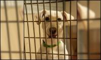 Humane Society’s Adoption Lock-In fundraiser is underway
