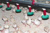 Butterball-owned farm in Missouri seeks expansion