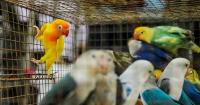 ‘Exotic’ pets are a growing health risk for humans and wildife