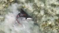 Eat, Prey, Love: UMass Amherst Researchers Help Reveal the Hidden Life of Sharks