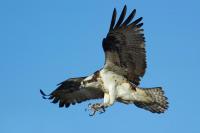 One of New Hampshire’s coolest fall sights is overhead.