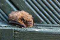 Minnesota Officials Now Looking For Woman Who Handled Rabid Bat