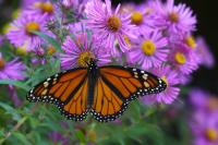 What's in New York's State Wildlife Action Plan? We asked a researcher