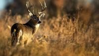 Deer hunter kills Delaware woman. How to avoid dangers in Michigan