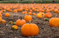 Top Spots for Pumpkin Picking In and Around New York