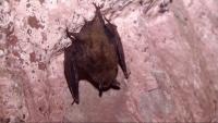 Bat in downtown Minneapolis tests positive for rabies: MDH