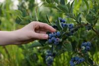 The new era of blueberry genetics: Innovations and market outlook for new variety releases – Part 1