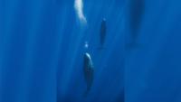 Sperm whales blow bubbles to stay afloat while resting, research shows