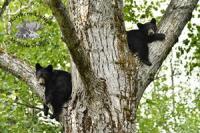 Northern Lights Wildlife Society Reports Rescue Approval Denied for Orphaned Black Bear Cubs in B.C.’s Omineca Region