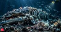 Science says a dead whale can feed an entire ecosystem for decades, what happens after it reaches the seafloor is extraordinary