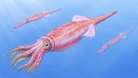 Scientists Found the ‘Chunkiest’ Jurassic Squid Relative Ever Known