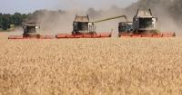 Global trade turmoil risks food price shock