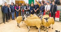 North of England Mule ewe lambs average £190 at Kirkby Stephen