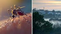 Malaria, dengue fever: Report warns tropical diseases will ‘thrive’ in Auckland as climate warms.