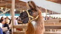 From llamas to lavender, agritourism grows in New York state