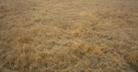Portion of Boise River WMA to close for invasive grass treatment