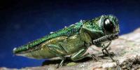 Emerald ash borer confirmed in two southwest Minnesota counties