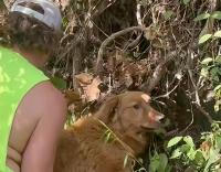 VIDEO: Missouri Firefighters Rescue Dog From Cliff