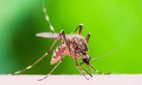 Mosquito tracker: West Nile-positive insects down in Pennsylvania