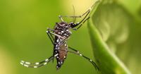 Florida is facing a severe outbreak of dengue and has confirmed its first death of the year
