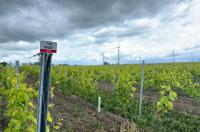 Polish wine: Five things to know – and 17 wines to try