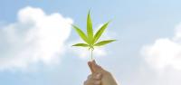 Poll: Majority in North Carolina Support Legalizing Adult-Use Cannabis