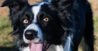 A Dog Is Never "Just a Dog": How to Form Deep and Kind Bonds