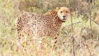 MP: Namibian Cheetah Gaurav Dies At Kuno During Treatment