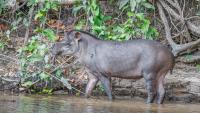 Transformation of the Atlantic Forest: Brazilian family plants 1 million trees and reintroduces 25 tapirs in REGUA