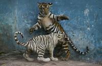 World AFP A Cuban zoo, and its animals, in epic battle for survival