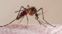 What to know about dengue fever as Florida reports 1st death and cases rise