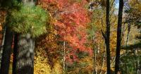 Foliage update amid fall tourism challenges in northern New York