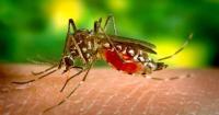 Dengue alert issued in Orange County, as Florida’s locally acquired cases rise