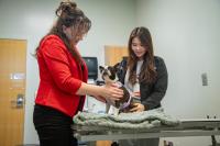 Hill’s Pet Nutrition Supports Veterinary Industry with Residency Sponsorships