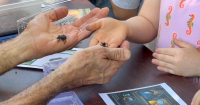 Families get up close with bugs at Idaho Botanical Garden’s 25th annual Bug Day
