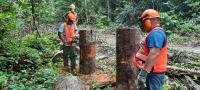 East Bank Berbice Loggers set for 5,000-acre expansion