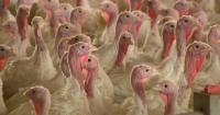 Bird flu hits 200,000-plus birds in 5 Minnesota counties