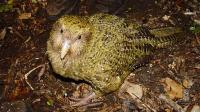 New Zealand's Kakapo Bird Population Soars After Breeding Boom