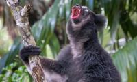 Move over, Pavarotti! World's only singing lemur opens its mouth wider on higher notes - just like a trained soprano