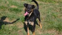 Eddie the mixed German Shepherd puppy is ready for his forever home