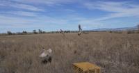 Montana FWP pheasant releases aim to give young hunters a better shot