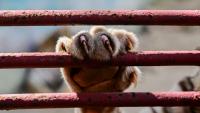 Desperate battle to save endangered zoo animals in US sanction-choked Cuba